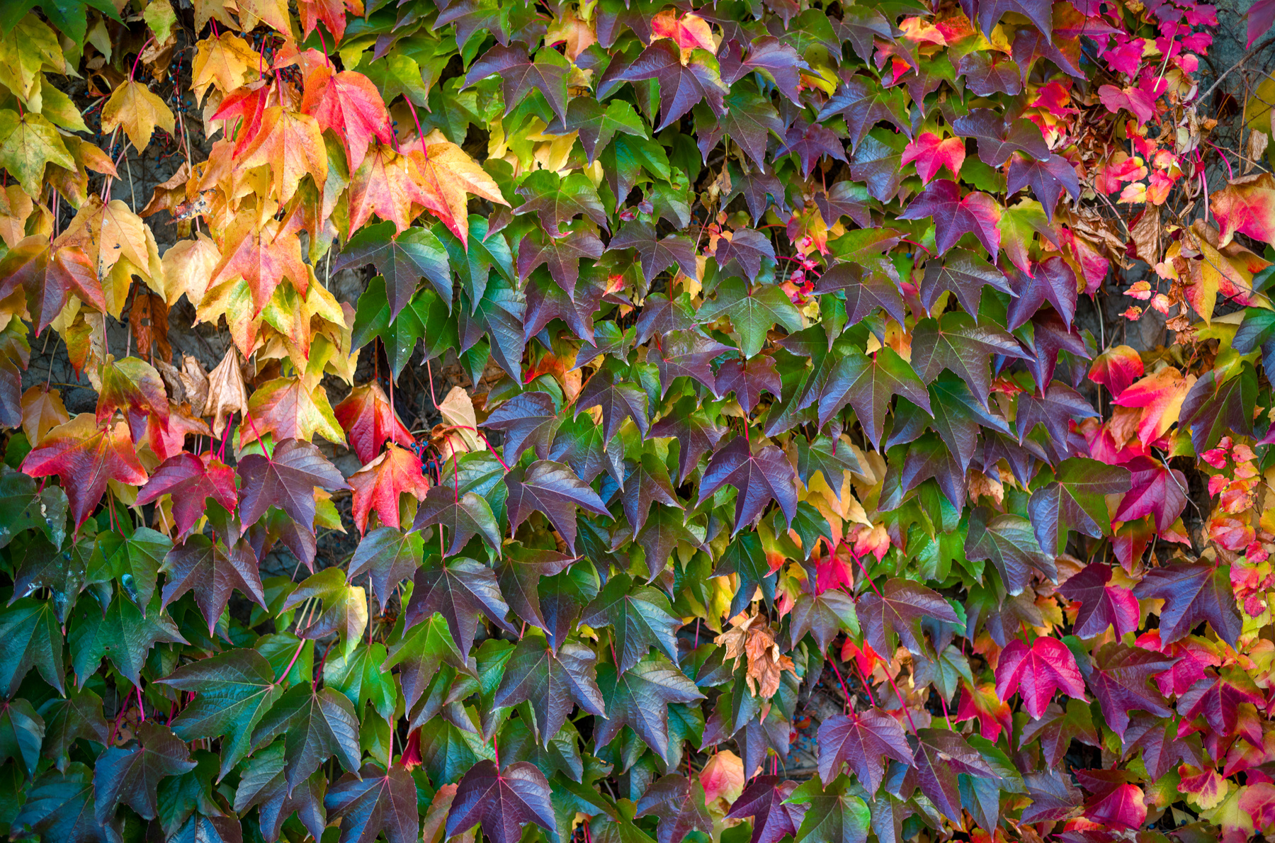 Herbstfarben 2022 Horizontal NoPeople Photography Leaf Nature Outdoors Autumn Plant Day BeautyInNature Growth Backgrounds FullFrame Freshness Fragility disfoto leica summilux 3DLUTCreator color