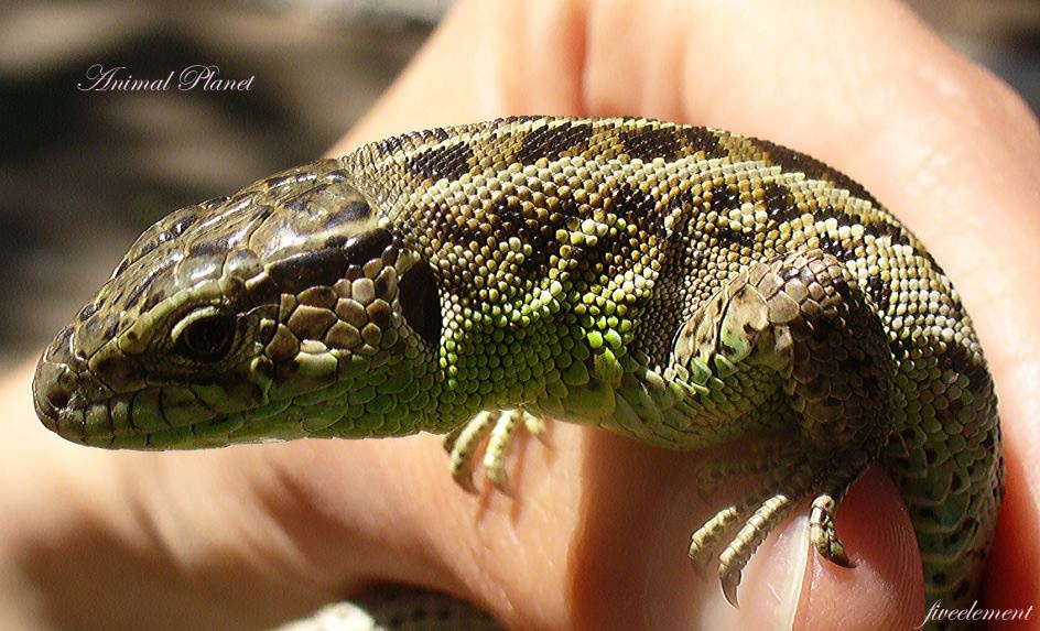 Animal Planet. Lizard Ящерица Lizard Макро Macro Лето Summer Рука Hand