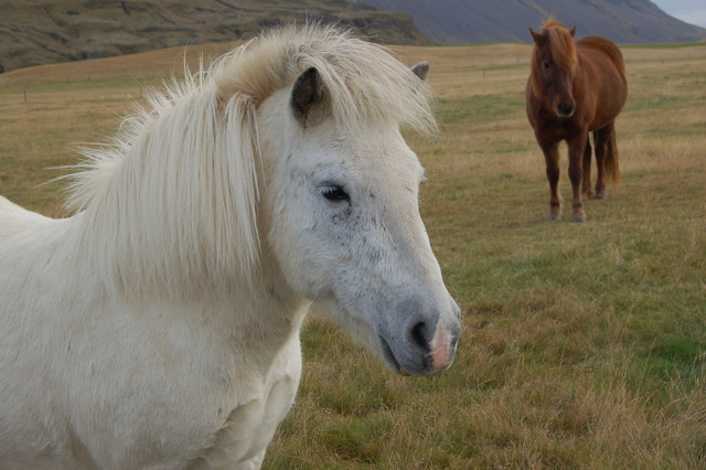 Icelandic horse лошадь