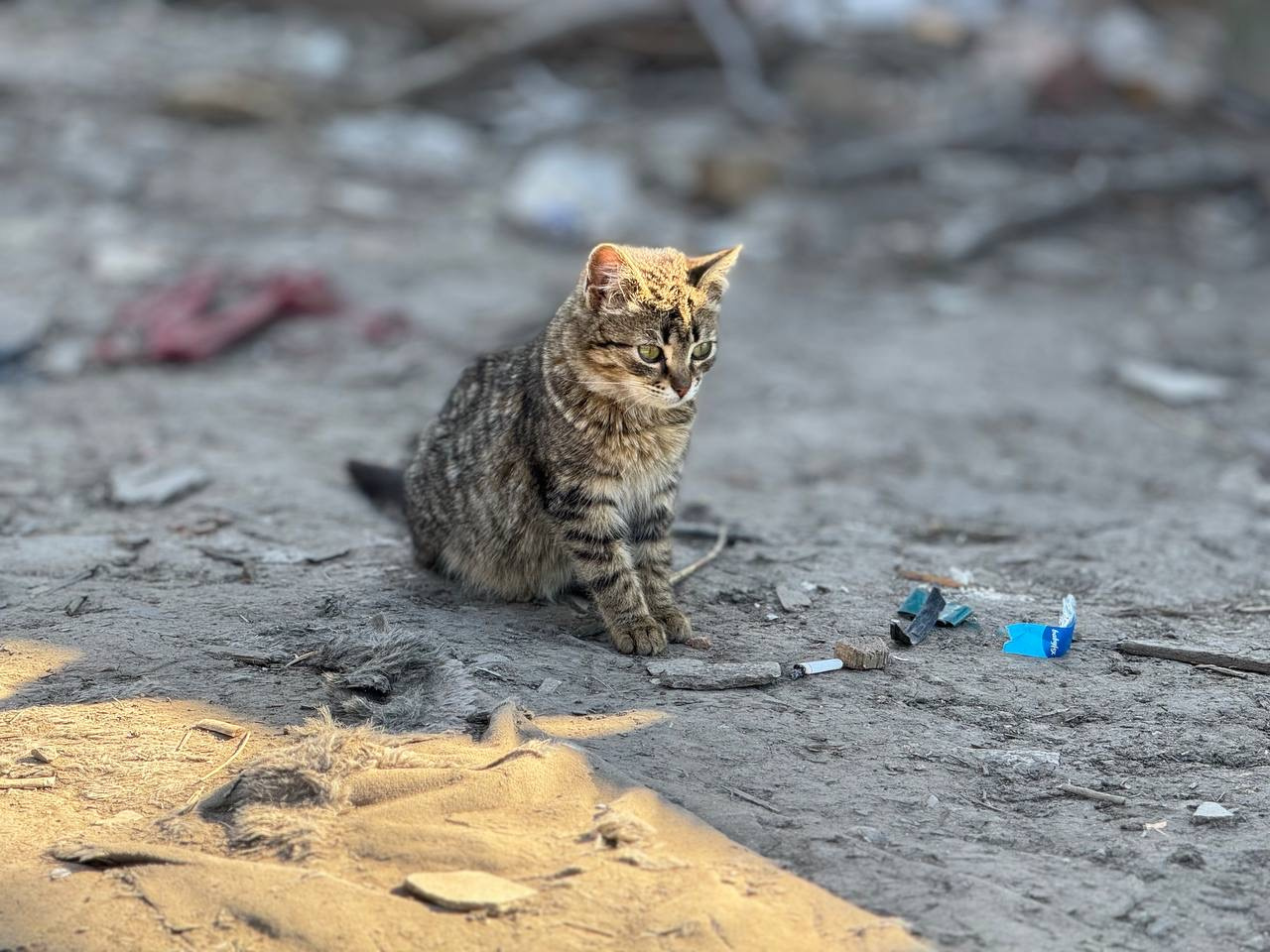 Коты на службе_3 Denis Neprokin