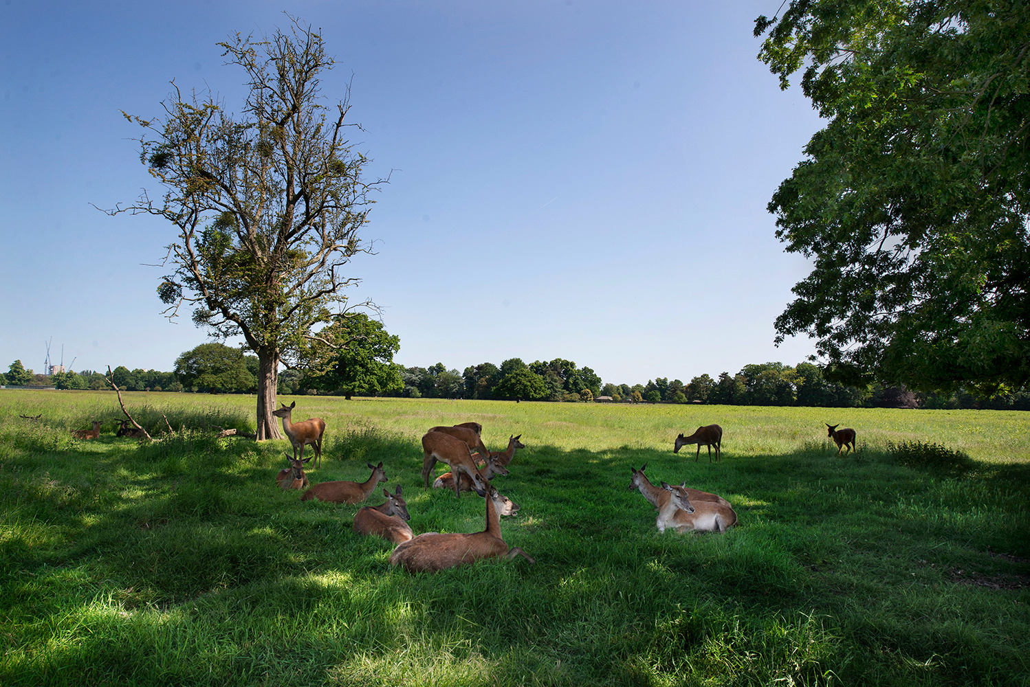 Молодняк отдыхает... Лондон Хамптон Корт Парк Hampton Court Park олени