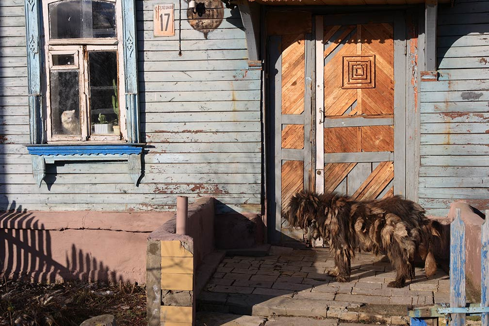В гости пришел Весна, шерсть лезет
