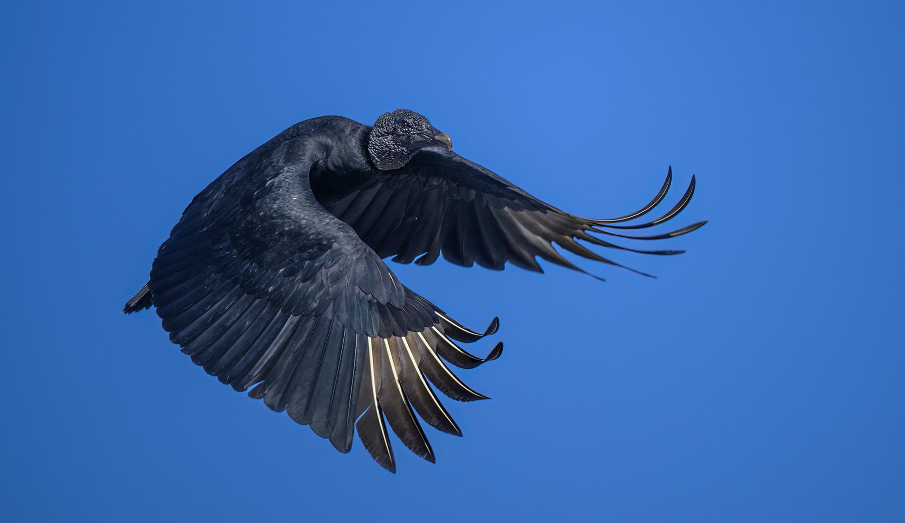 Black Vulture (Coragyps atratus) 