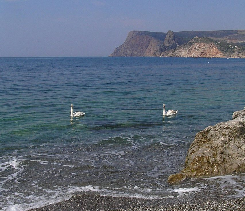 лебеди в море лебеди и море