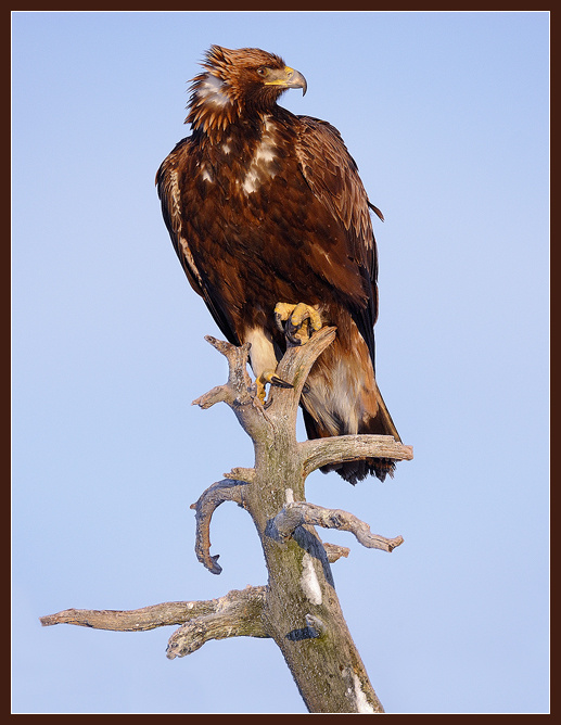 глядя с высока Golden Eagle