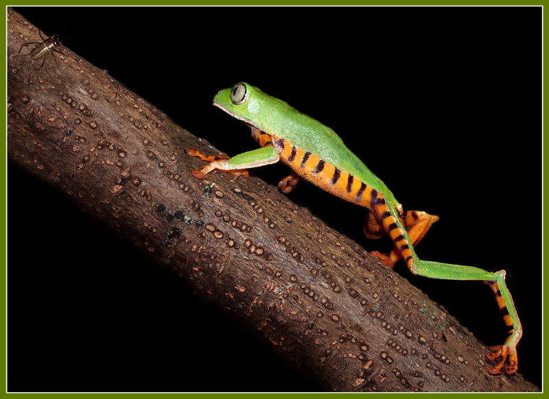 Ланч-2 Phyllomedusa tomopterna