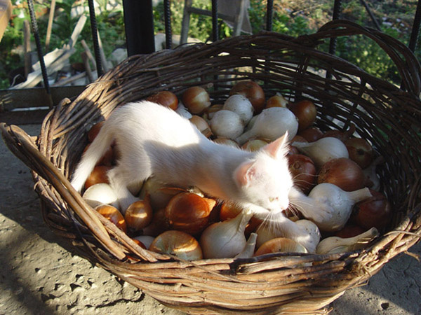 гореЛУКовое кошки