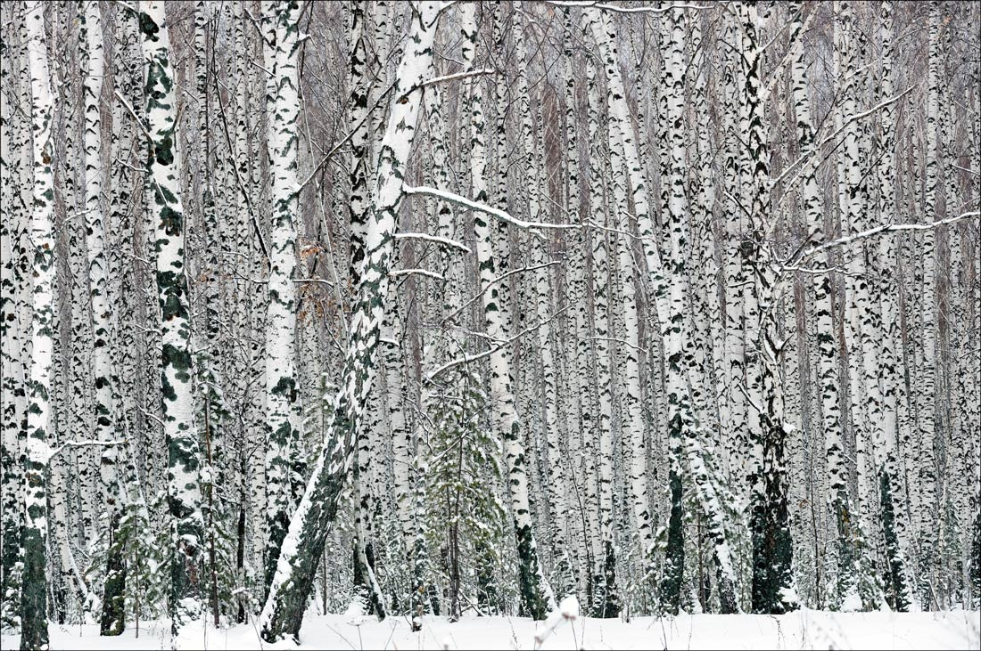 Берёзки Зима, роща