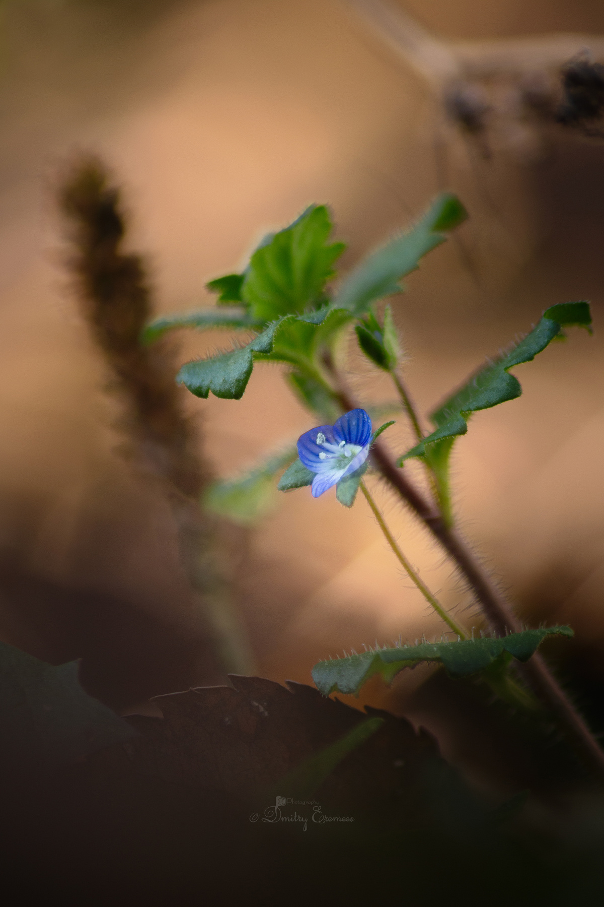Ноябрьская... цветок флора природа осень