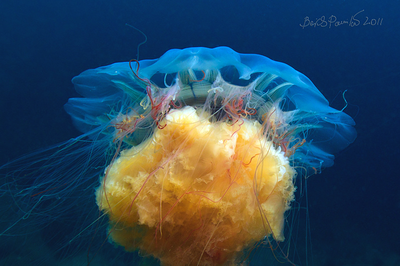 красота... неземная :-) цианея anion Японское море Россия медуза jellyfish underwater Lion's mane sea japan 