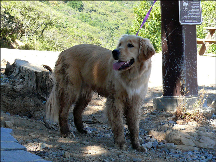 V ozhidanii hozjaina Dog, owner