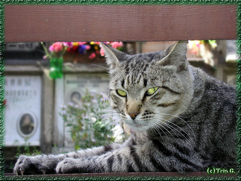  Котяра отдыхает Кот,лавка