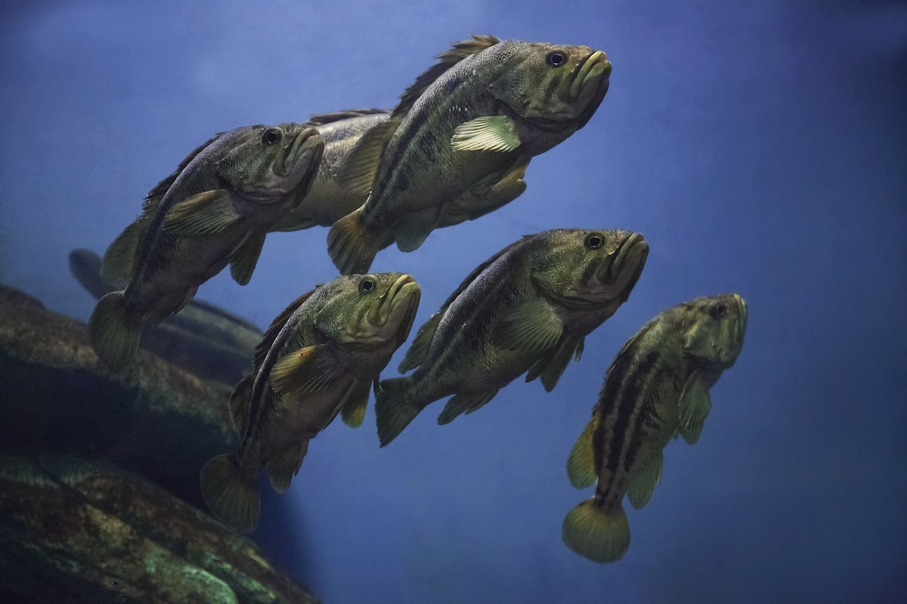 Банда окунь морской трехполосый Sebastes trivittatus