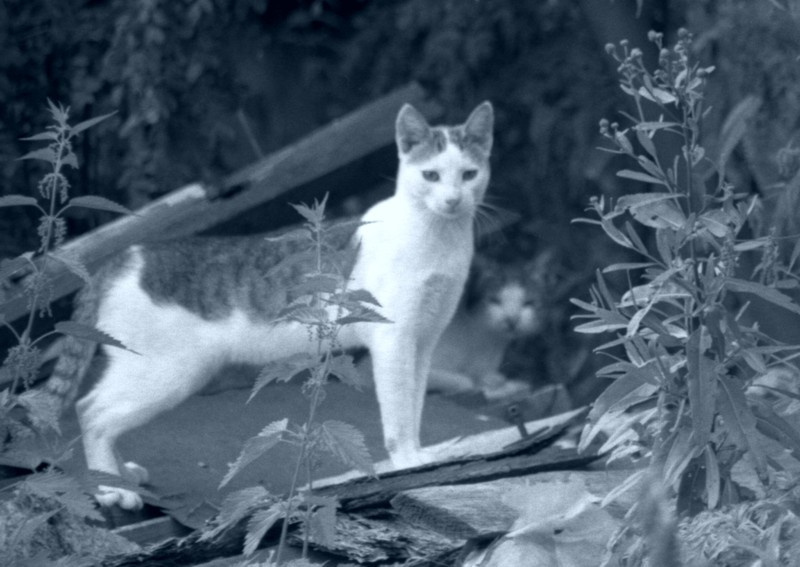 Кошачий дозор кошка настороженность