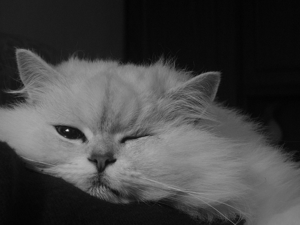 морда кот