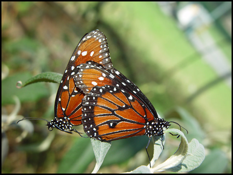 О жизни семейной ... Бабочка-королева Striated Queen Butterfly Danaus Glippus strigosus