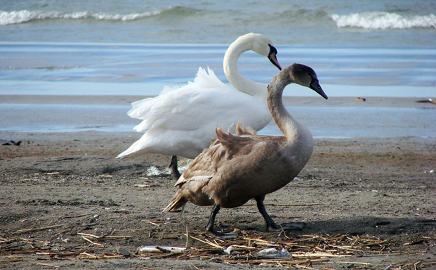Sweet Couple лебеди, море, пара, двое, вода, птицы, sea, swans
