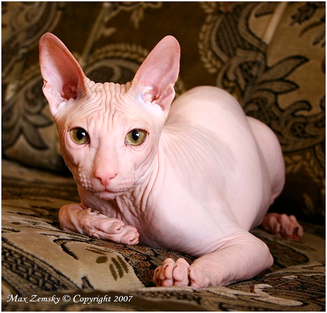 The Alien... ***
