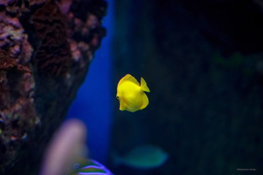 ZEBRASOMA FLAVESCENS подводный мир