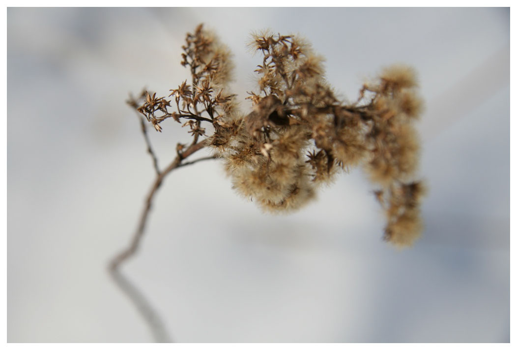 flaver flower, peace