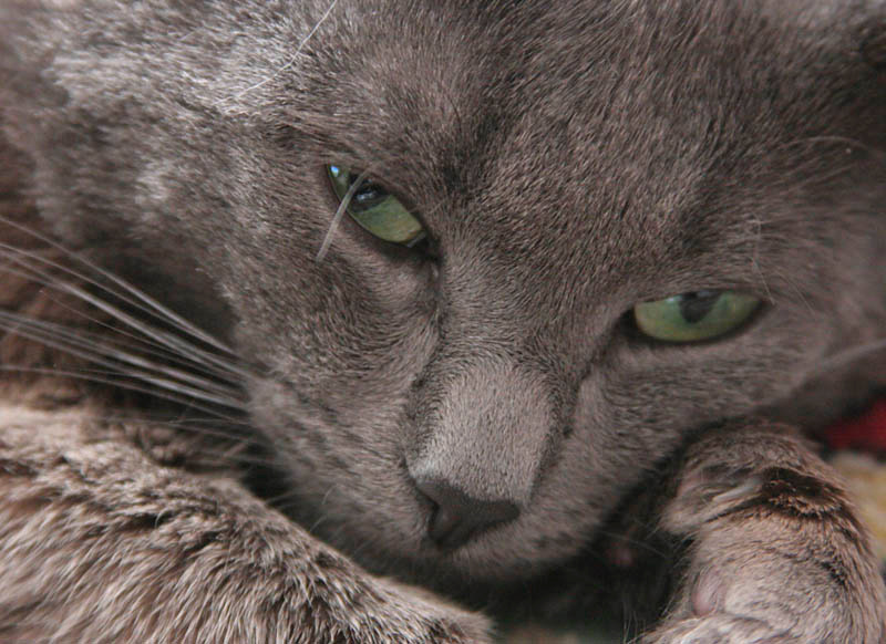 кот кот