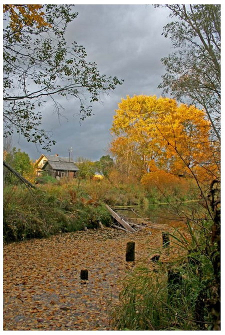 бобры хулиганили) осень, листья, река, запруда