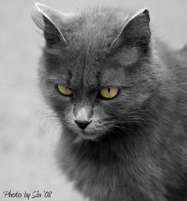 дворовая элита кот