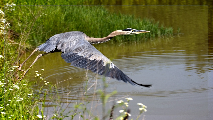 Спугнула... цапля серая, Blue herron