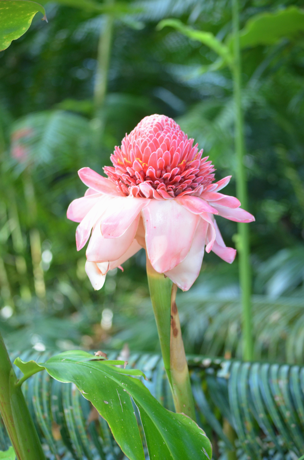 Tropical Flower 
