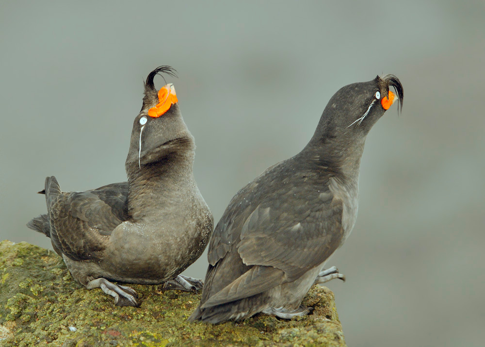Ухажер Большая конюга, Aethia cristatella, Остров Св. Георгия, о-ва Прибылова, Crested Auklet, St. George Island, the Pribilofs, Bering Sea, Alaska