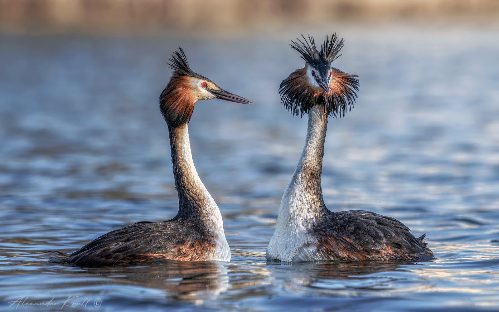 Чомги. Семейный портрет. чомга поганка большая podiceps cristatus
