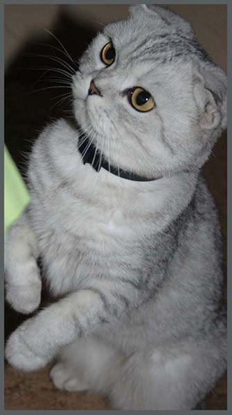 На охоте животные кошка кошки охота