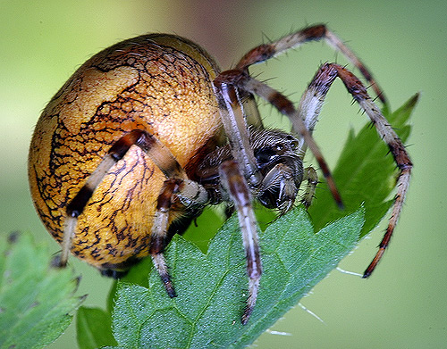 Крестовик (Araneus diadematus ) паук крестовик