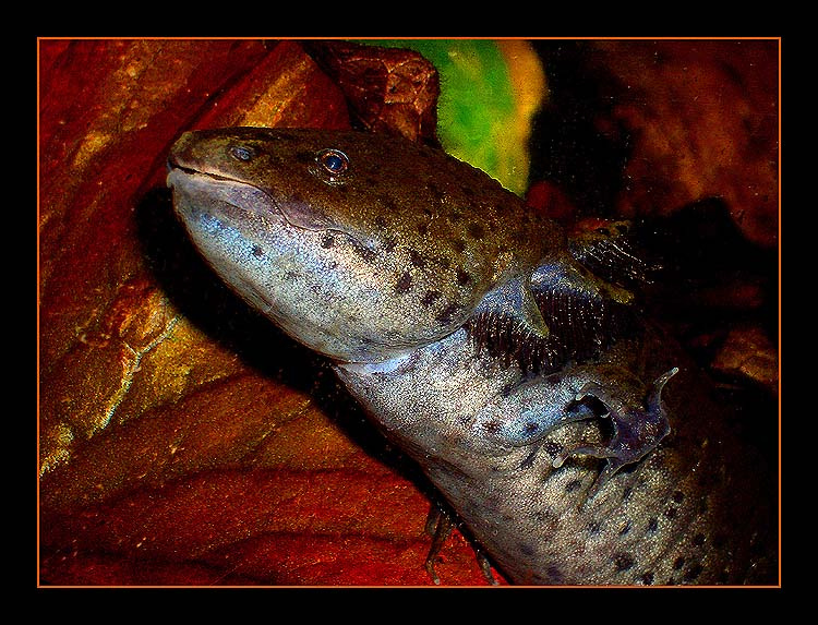 Соло Ambystoma mexicanum, аксолотль, axolotl