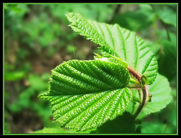 Just green 