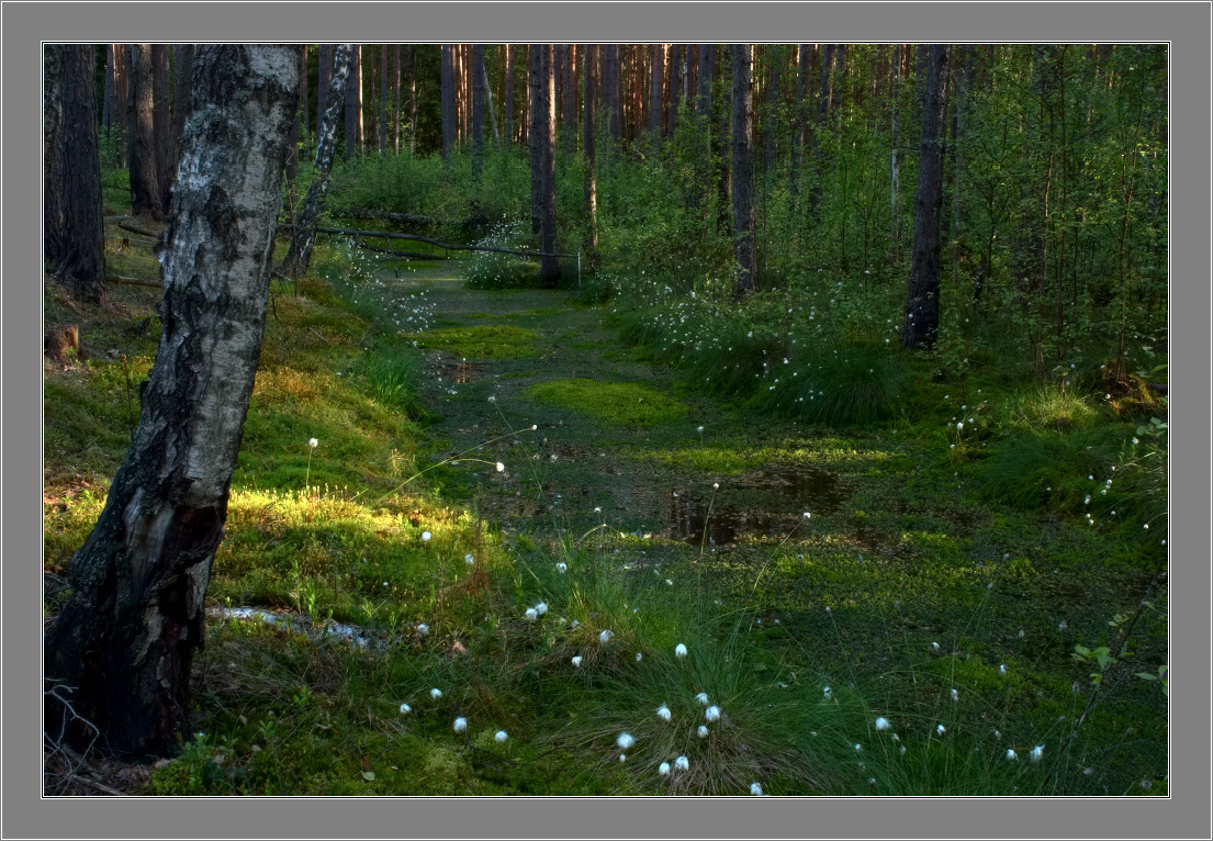 Лесное болото Июнь май лес болото