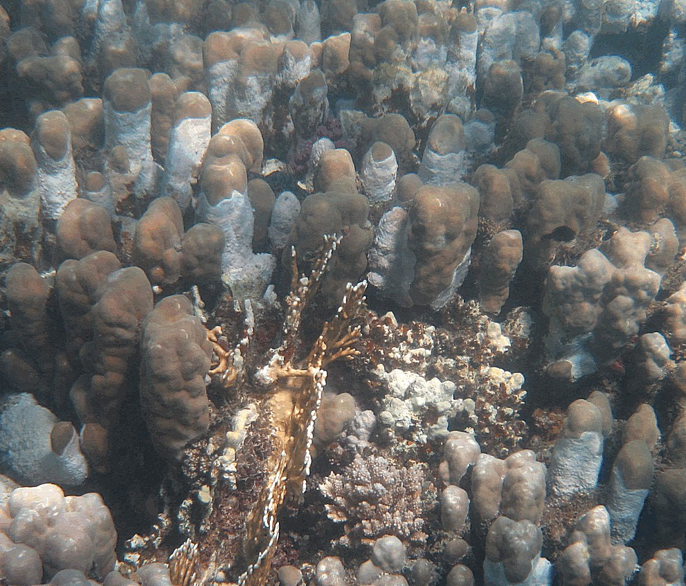 коралловое ню красное море, коралловое поле