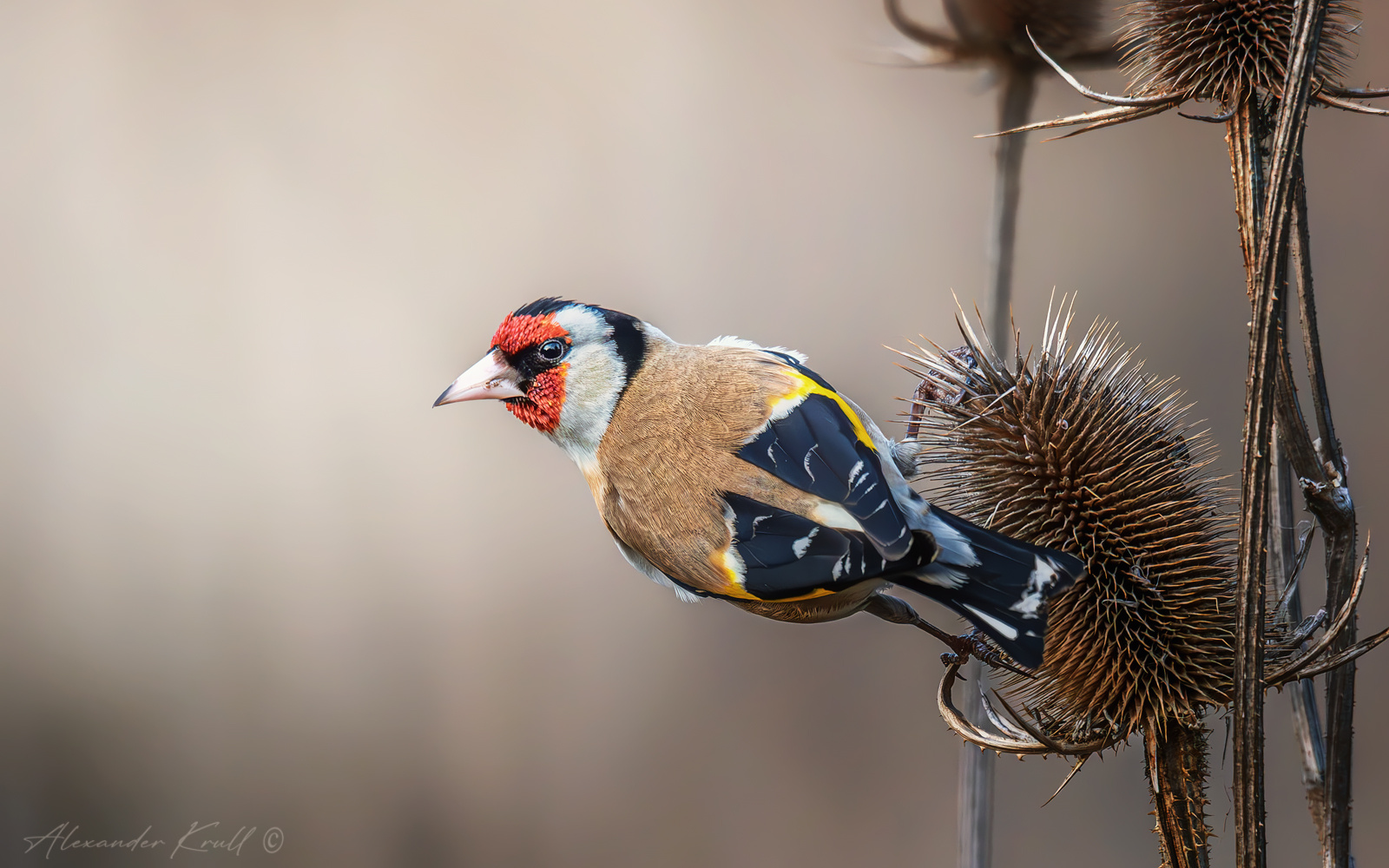 Трапеза щегол черноголовый обыкновенный carduelis