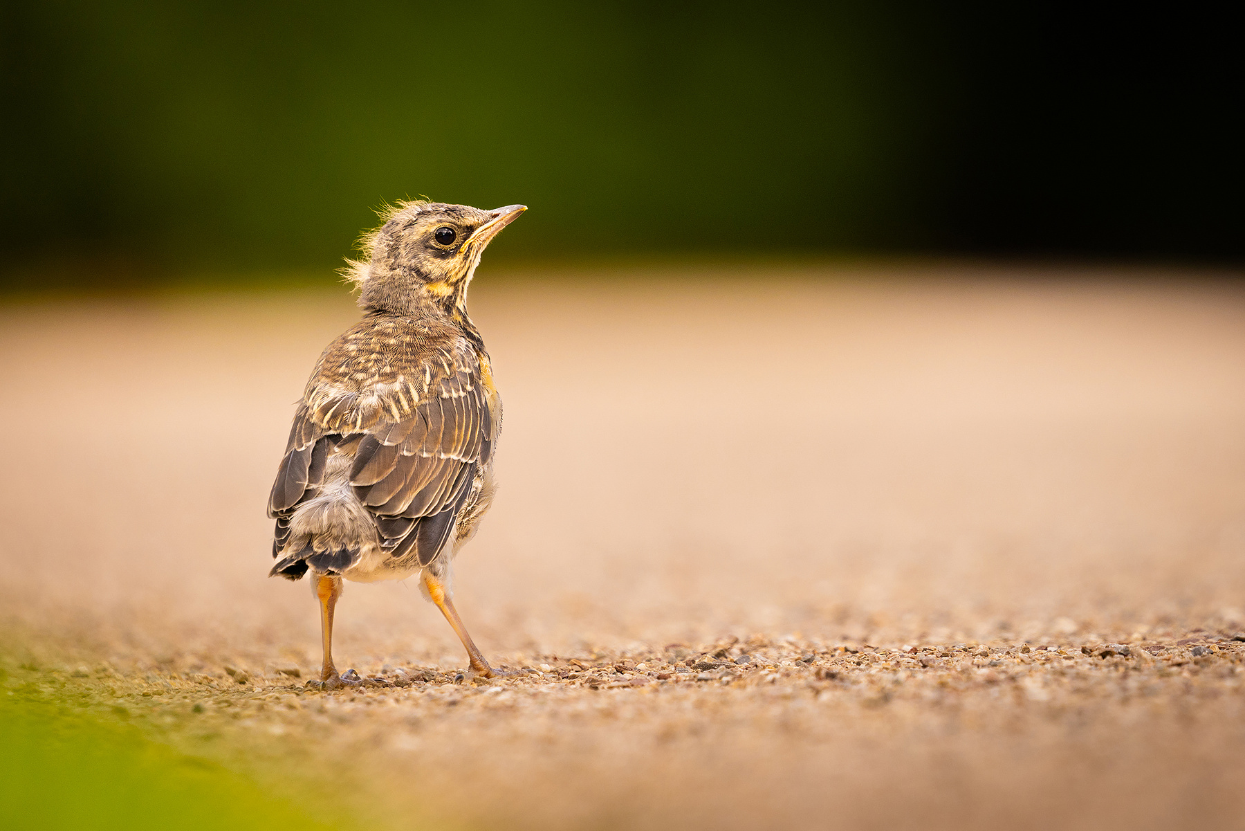 Fieldfare 