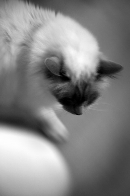 Biatriss №1 B&W