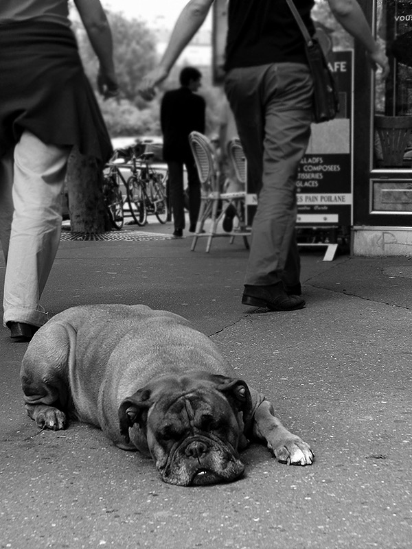 waiting for... собака