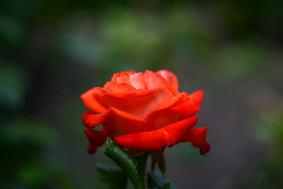 Rose r 