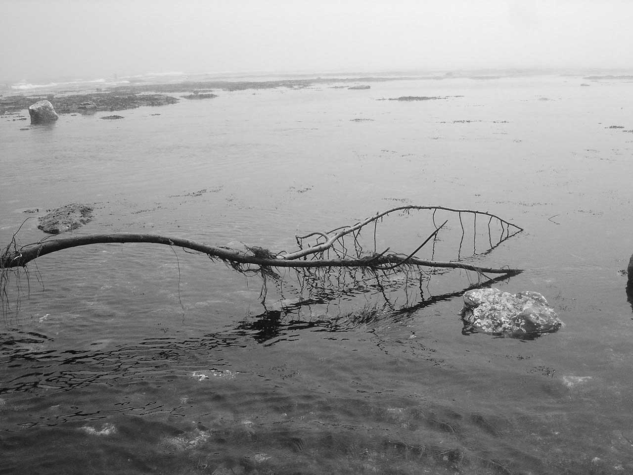 На берегу моря Дерево