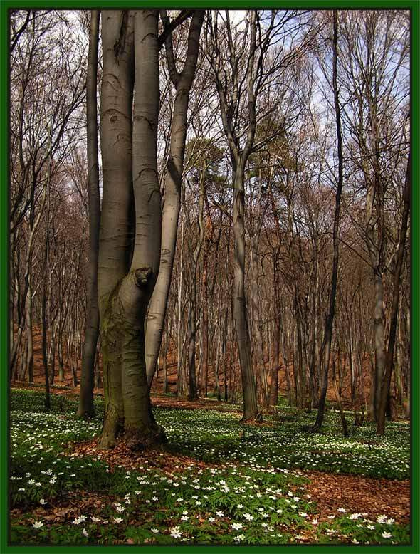 Just Spring природа