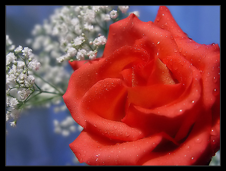 Всем женщинам на Фотосайте посвящается!!! Цветы женщинам роза flowers women rose