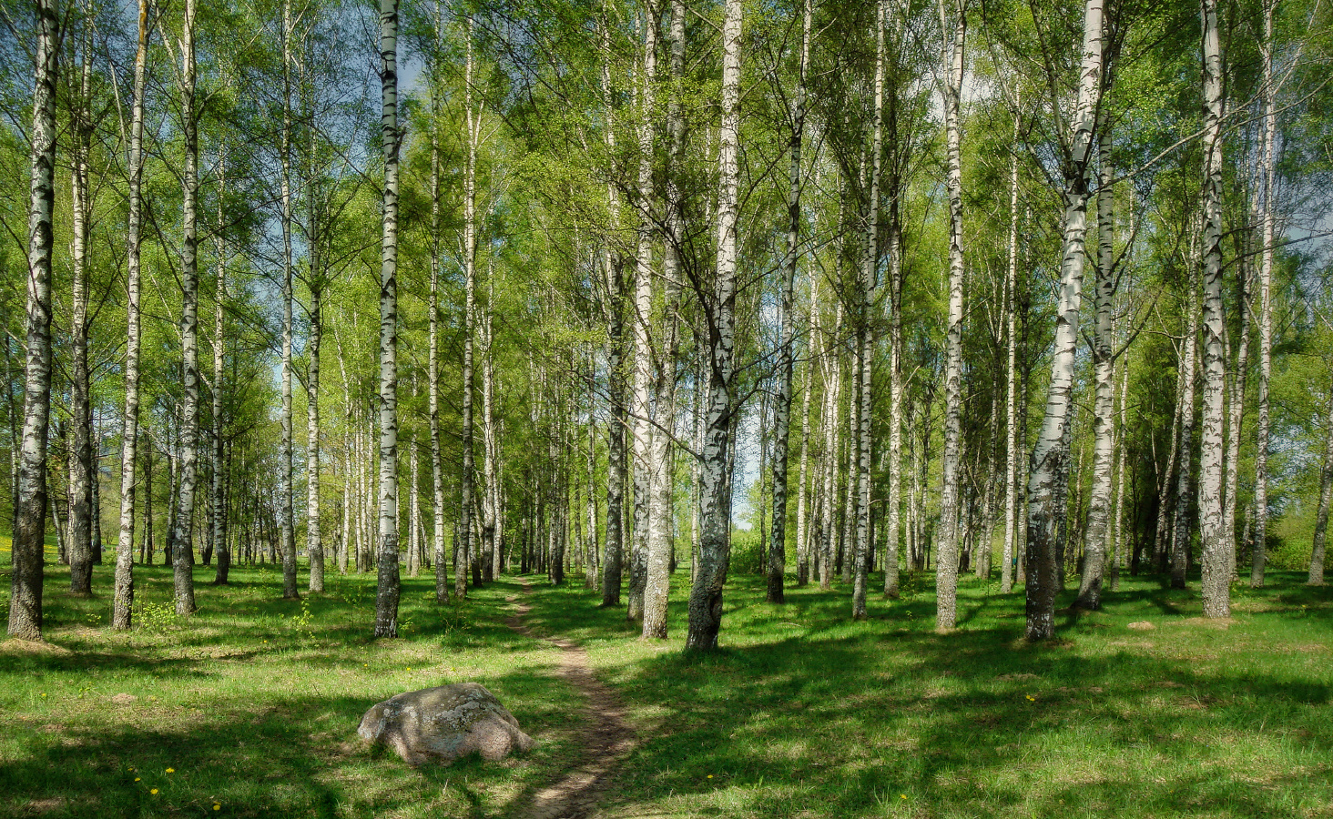 ***Весна в березовой роще. 