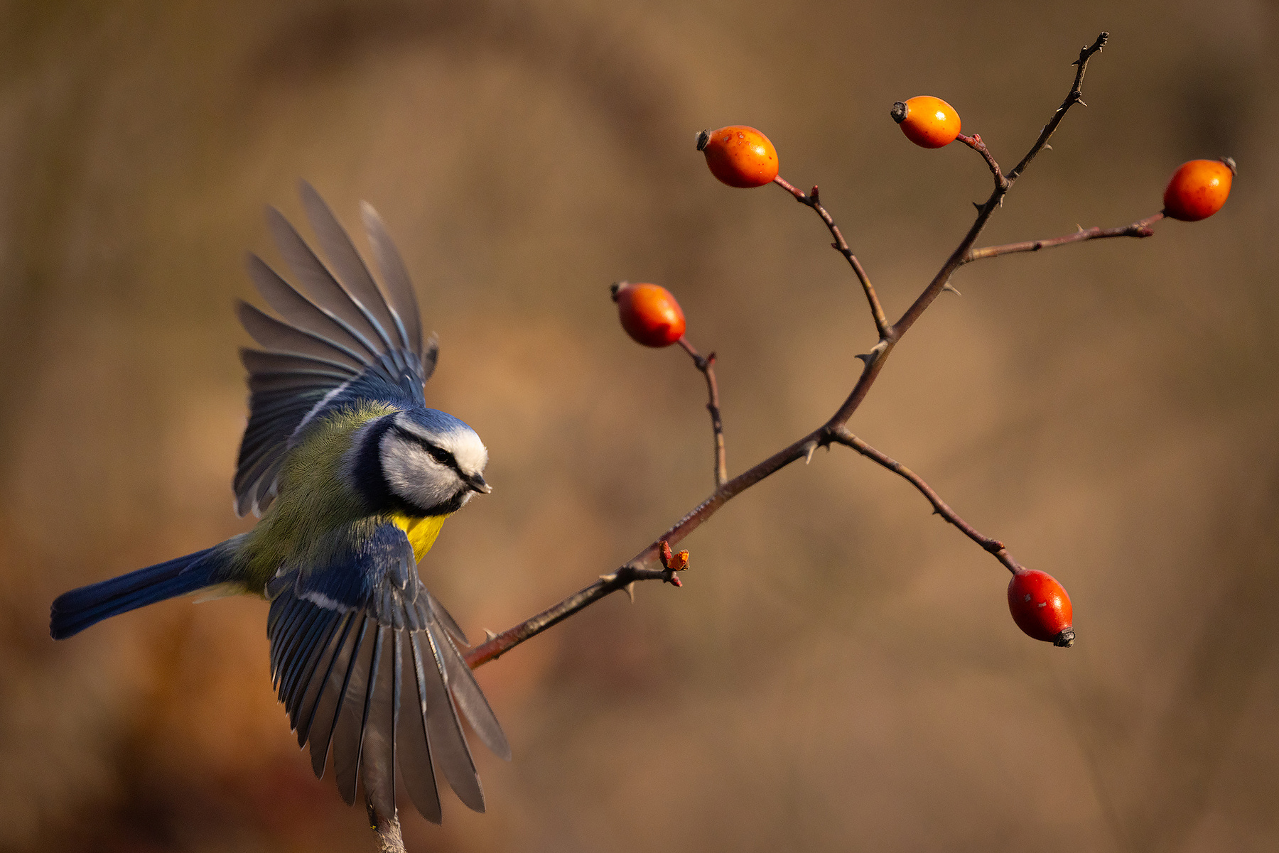 Titmouse 