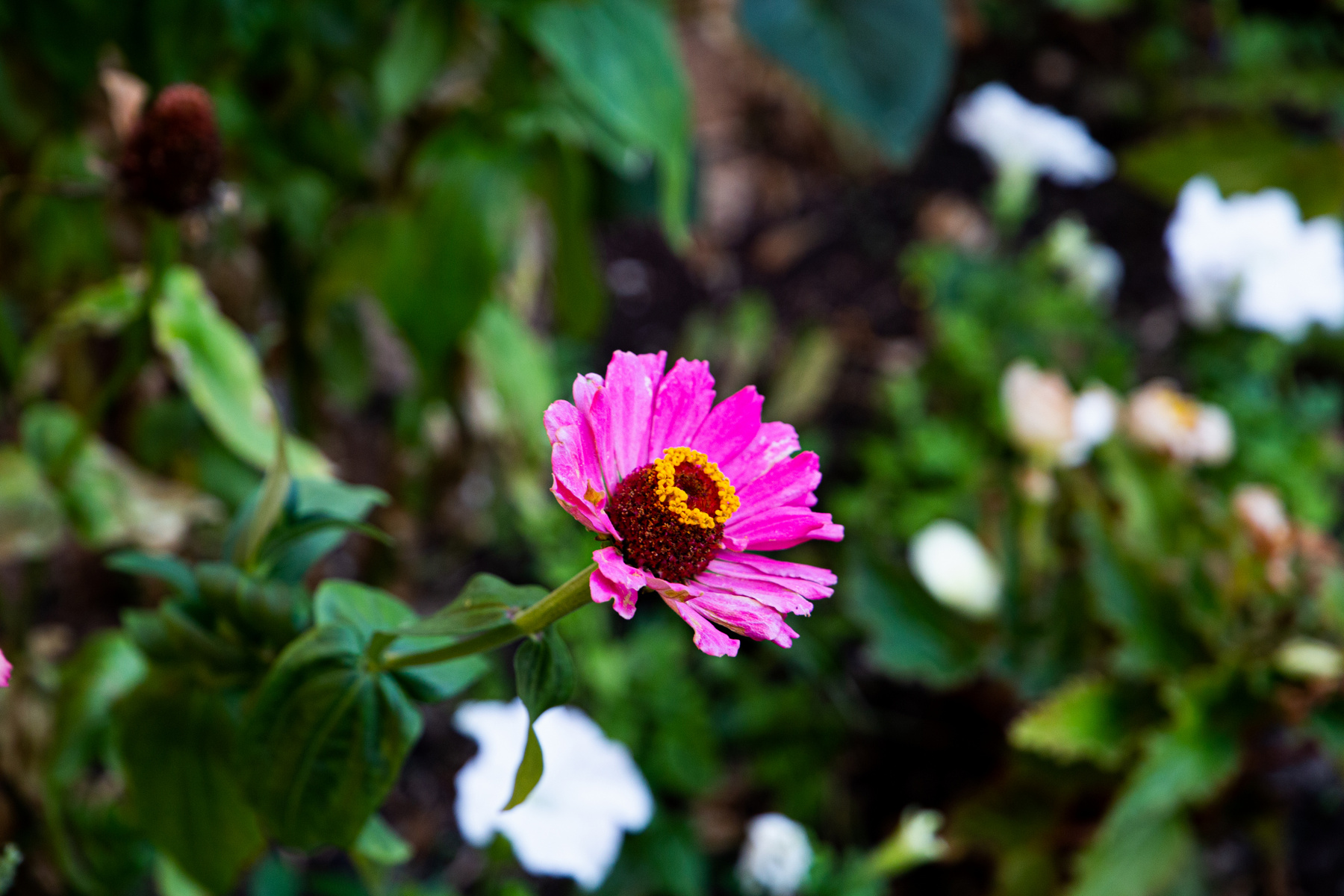 Random flower 