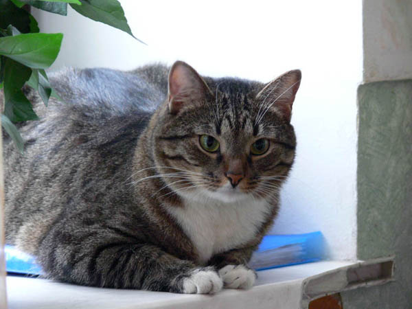Сижу... Гляжу... кот кошка киска мяу котенок