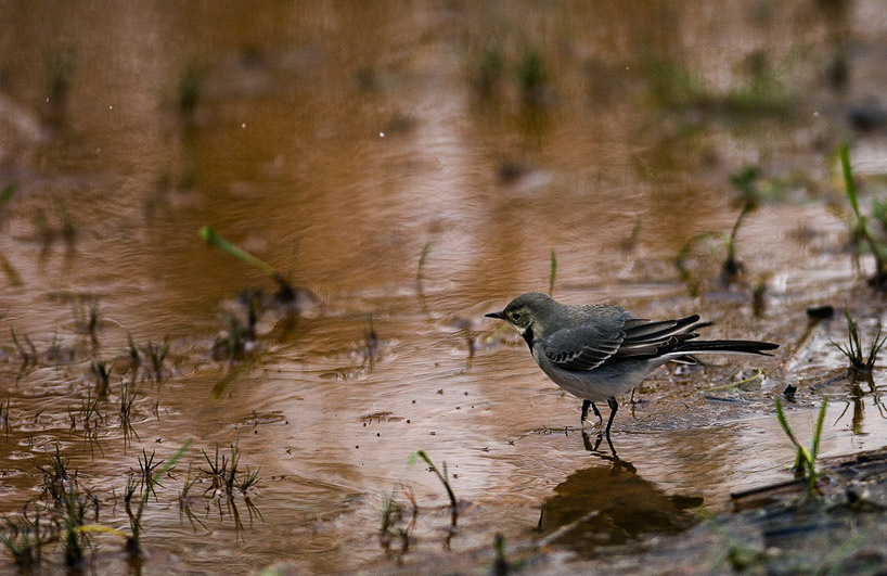 Motacilla alba Motacilla alba белая трясогузка вода снег осень